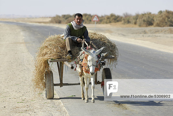 Egyptian riding a donkey cart  near the Farafra Oasis  Western Desert  Egypt  Africa