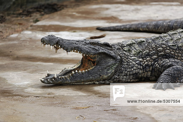 Nilkrokodil (Crocodylus niloticus)  im Djerba Explore Park  Midoun  Insel Djerba  Tunesien  Maghreb  Nordafrika  Afrika