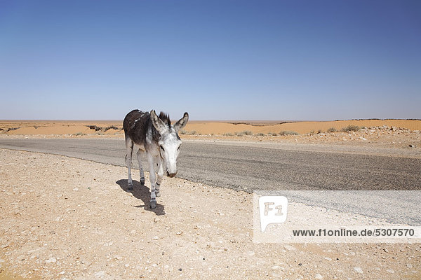 Esel auf der Straße zwischen Douz und Ksar Ghilane  Sahara  Tunesien  Maghreb  Nordafrika  Afrika