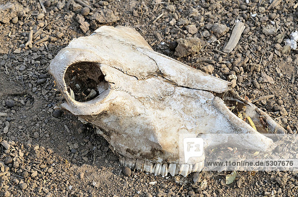 Schädel einer Ziege  Indigenen-Gemeinde Zapota  Gran Chaco  Salta  Argentinien  Südamerika