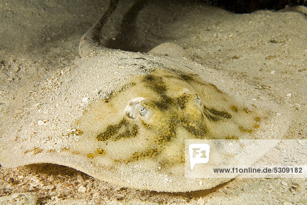 Jamaika-Stechrochen (Urolophus jamaicensis) Cozumel Mexiko Karibik