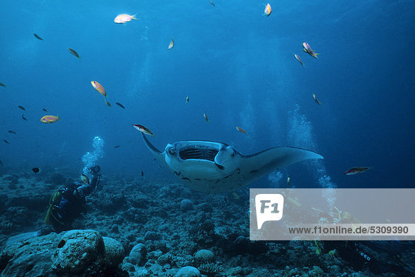 Scuba diver watching a manta ray (Manta birostris) feeding on plancton with its mouth open Ari Atoll Maldives Indian Ocean Asia