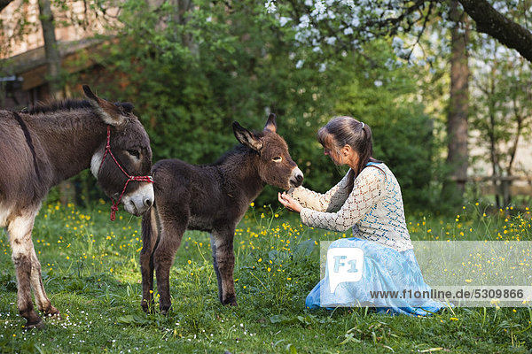 Frau mit Eselfohlen (Equus asinus) in Obstgarten  Oberbayern  Bayern  Deutschland  Europa