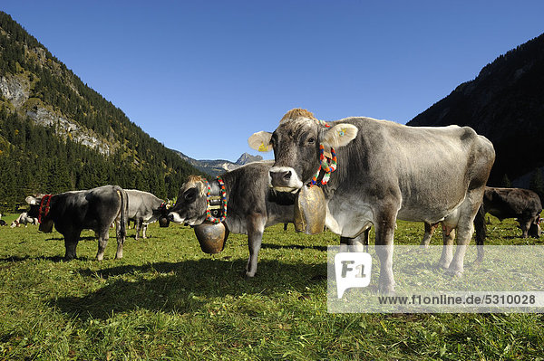 Decorated cows  Almabtrieb  where the cattle are led back from their alpine pasture  Tannheim  Tannheimer Valley  Tyrol  Austria  Europe