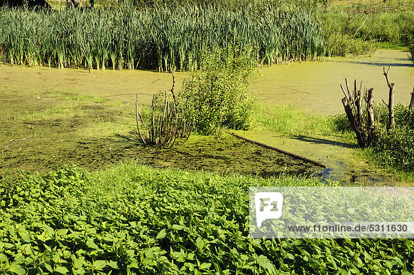 Teich mit der Kleinen Wasserlinse (Lemna minor) bedeckt  hinten Rohrkolben (Typha spec.)  vorne Brennesseln (Urtica dioica)  Gut Othenstorf  Othenstorf  Mecklenburg-Vorpommern  Deutschland  Europa