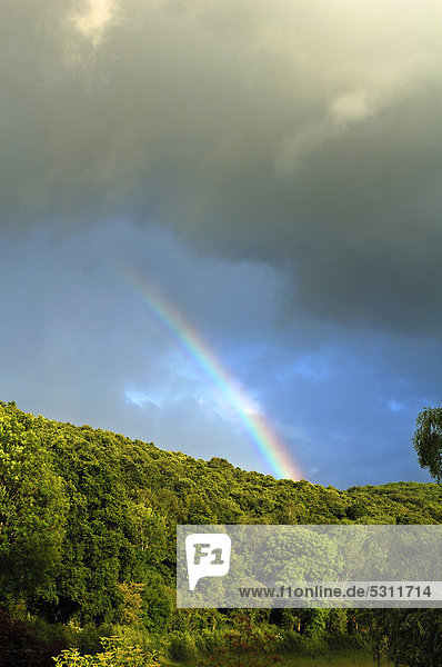 Regenbogen über einem Mischwald  Lifton  Devon  England  Großbritannien  Europa