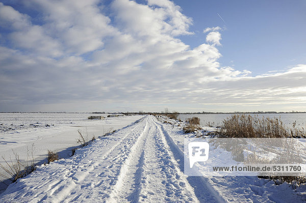 Weg bedeckt mit Schnee  Naturschutzgebiet Reeuwijkse Plassen im Winter  Landschaft zwischen Gouda und Bodegraven  Reeuwijk  Holland  Niederlande  Europa
