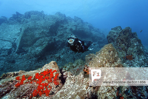 Diver Scuba diver observing a Blacktail Comber (Serranus atricauda)  rocky reef  Madeira  Portugal  Europe  Atlantic Ocean