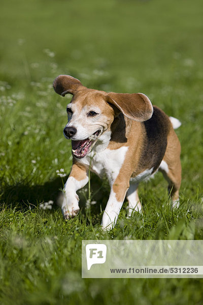 Beagle  alter Hund läuft durch Wiese
