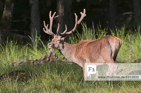 Red Deer (Cervus elaphus)  stag  Bavarian Forest National Park  Bavaria  Germany  Europe