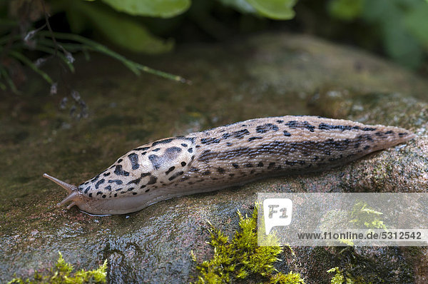 Great grey slug  or Leopard slug (Limax maximus)  Schwaz  Tyrol  Austria  Europe