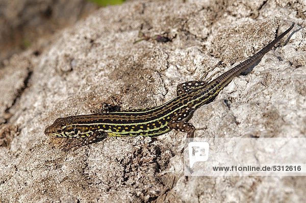 Tyrrhenian wall lizard (Podarcis tiliguerta)  Sardinia  Italy  Europe