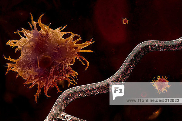 Tumor in Anfangstadium  Angiogenese  Illustration
