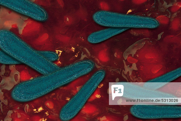 Bakterien als Krankheitserreger im menschlichen Körper  Illustration