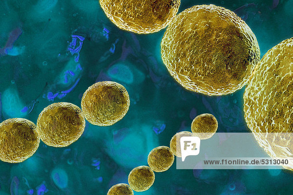 Streptokokken Bakterien  ein gefährlicher Krankheitserreger  Illustration