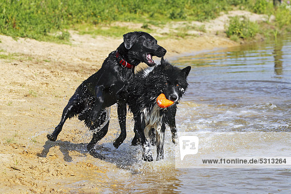 Schwarzer Labrador Retriever Rüde (Canis lupus familiaris) und Mischlingsrüde spielen am Ufer mit Ball
