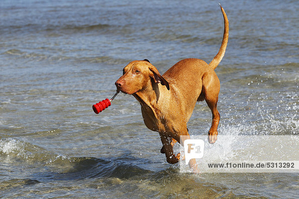 Magyar Vizsla  Kurzhaar Vizsla  Kurzhaariger Ungarischer Vorstehhund (Canis lupus familiaris)  Rüde mit Hundespielzeug im Wasser am Hundestrand