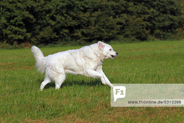 Laufender Kuvasz (Canis lupus familiaris)  Rüde  Herdenschutzhund