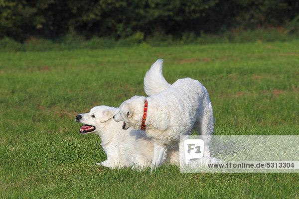 Spielende Kuvasz Hunde (Canis lupus familiaris)  Paar  Hündin und Rüde  Herdenschutzhund