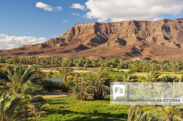 Kleine Getreidefelder im Palmenhain am Fluß Draa vor der langgezogenen Bergkette des Tafelberg Djebel Kissane  Draa-Tal  Südmarokko  Marokko  Afrika