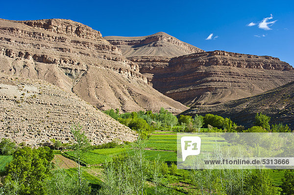 Typische Landschaft im Flusstal des Dades mit bewirtschafteten Feldern der Berber  oberes Dadestal  Hoher Atlas  Marokko  Afrika