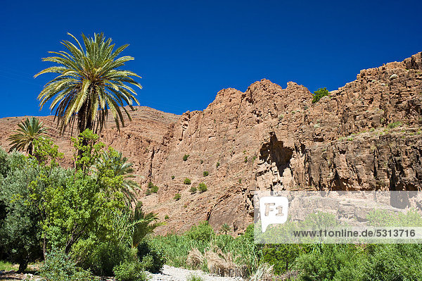 Typische Felslandschaft mit Bäumen im Ait Mansour Tal  Antiatlas  Südmarokko  Marokko  Afrika