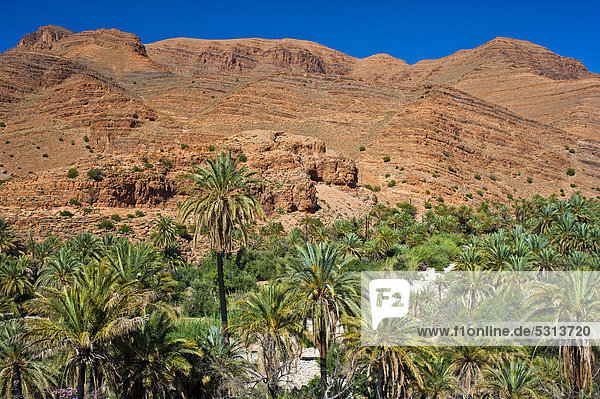 Typische Felslandschaft im Ait Mansour Tal  im ausgetrockneten Flussbett wachsen Dattelpalmen (Phoenix)  Antiatlas  Südmarokko  Marokko  Afrika