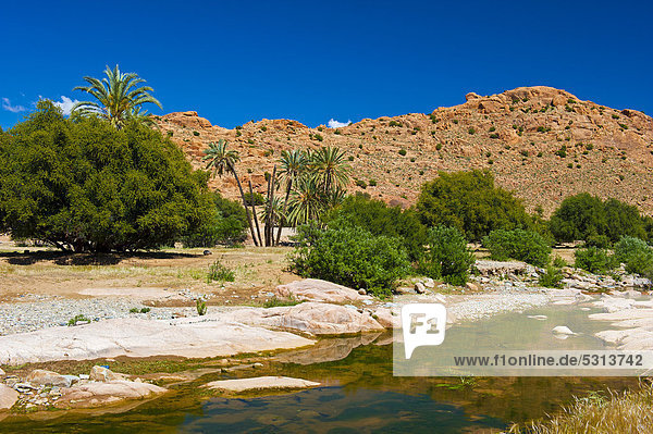 Typische Berglandschaft im Antiatlas mit Flussbett  Dattelpalmen (Phoenix) und Arganienbäumen (Argania spinosa)  Antiatlas  Südmarokko  Marokko  Afrika