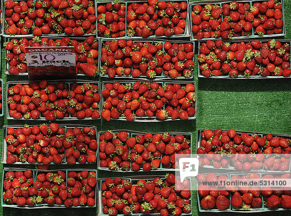 Bio-Erdbeeren  Obstverkauf Farmers Market  Crocker Galleria  Financial District  San Francisco  Kalifornien  Vereinigte Staaten von Amerika  USA