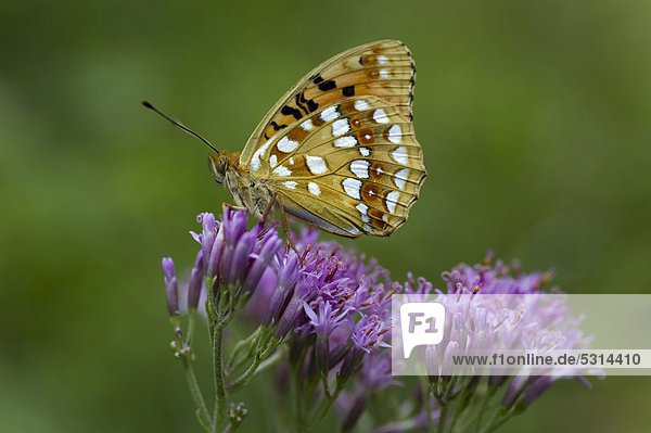 Feurige Perlmutterfalter (Argynnis adippe)  Nationalpark Kalkalpen  Oberösterreich  Österreich  Europa