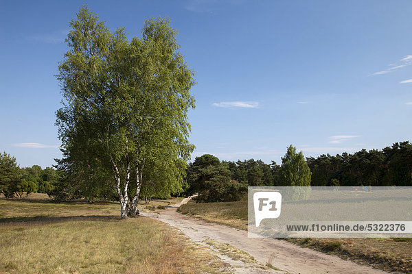 Wanderweg mit Birken (Betula) Naturerlebnisroute Naturschutzgebiet Westruper Heide Haltern Naturpark Hohe Mark Münsterland Nordrhein-Westfalen Deutschland Europa