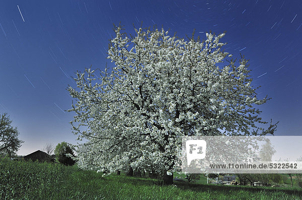 Blühende Vogel-Kirsche oder Süßkirsche (Prunus avium) im Frühling mit Sternspuren  Assamstadt  Baden-Württemberg  Deutschland  Europa
