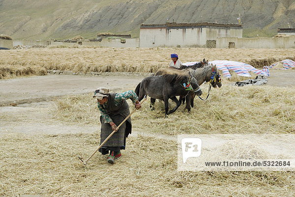 Tibetische Bäuerinnen bei der Feldarbeit mit Pferden nahe Tingri  Himalaya  Tibet  China  Asien