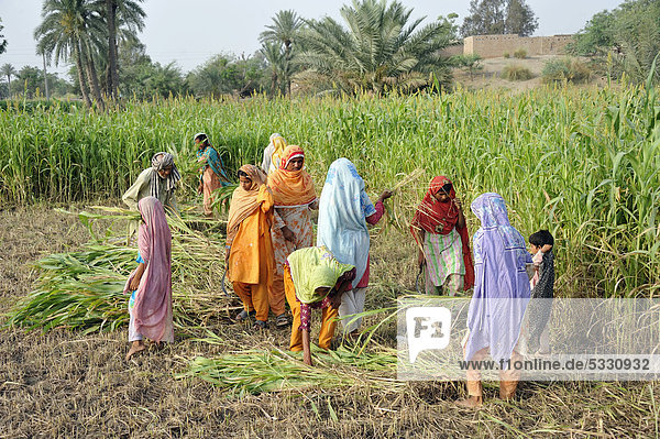 Frauen in bunten Gewändern bei der Ernte von Mais als Viehfutter  Dorf Moza Sabgogat nahe Muzaffaragarh  Punjab  Pakistan  Asien