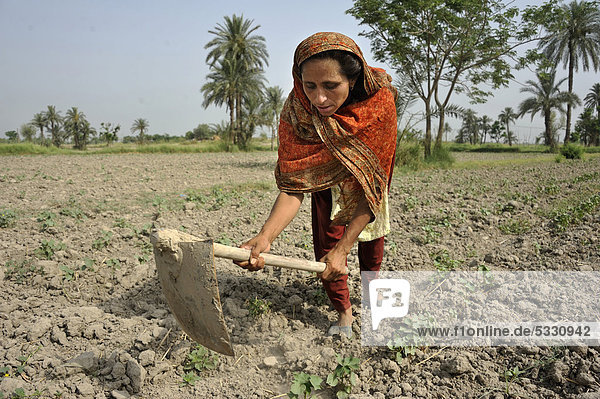 Woman  30  working in the fields  village of Moza Sabgogat near Muzaffaragarh  Punjab  Pakistan  Asia