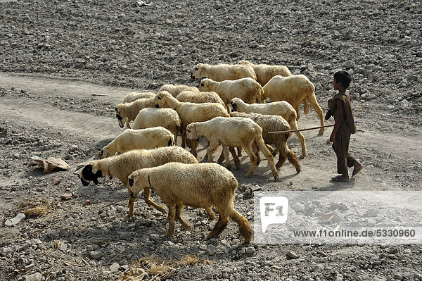 Shepherd boy  village of Lashari Wala  Punjab  Pakistan  Asia