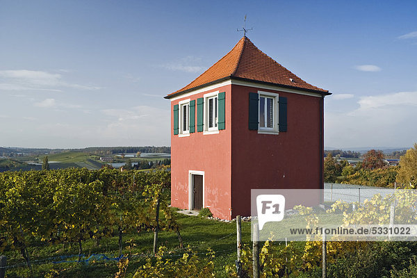 Wasserspeicher zwischen den Weinstöcken auf dem Hochberg  einem eiszeitlichen Drumlinhügel  Immenstaad  Baden-Württemberg  Deutschland  Europa