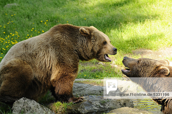 Zwei Europäische Braunbären (Ursus arctos arctos) im Nationalpark Bayerischer Wald  Deutschland