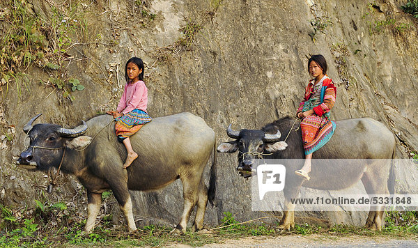 Two children riding water buffaloes  Vietnam  Asia