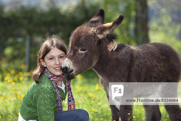 Girl  11 years  with donkey foal (Equus asinus) in orchard  Bavaria  Germany  Europe