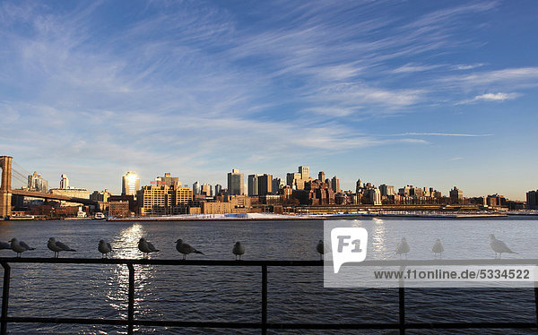 Möwen auf Geländer am South Street Seaport am Pier 17 in Manhattan  dahinter die Skyline von Brooklyn  New York City  New York  USA