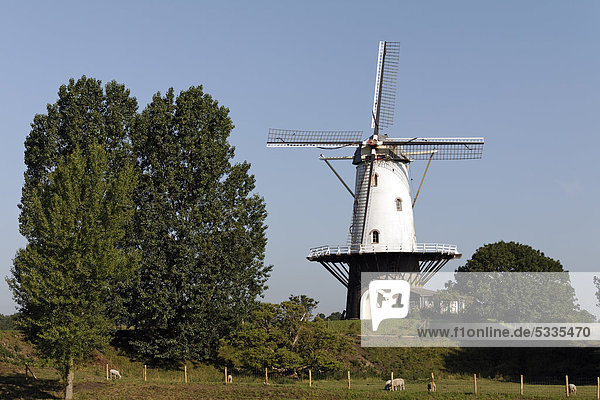 Dutch windmill  Veere  Walcheren  Zeeland  Netherlands  Europe
