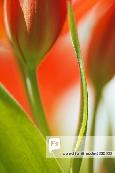Garten-Tulpe (Tulipa gesneriana)