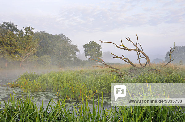 Morgenstimmung mit Nebel Elbaue bei Dessau Sachsen-Anhalt Deutschland Europa