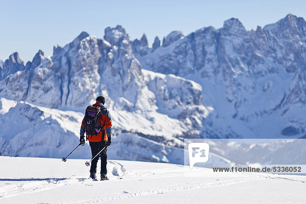 Cross country skier decending from Uribrutto through the Passo Valles  Dolomites  in front of the Palla Group Mountains  Trentino  Italy  Europe