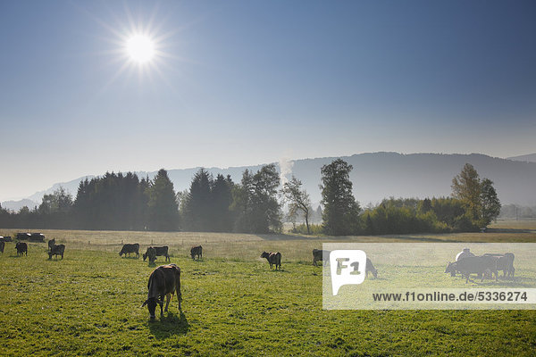 Cows in the cow pasture  Werdenstein at Immenstadt  Upper Allgaeu  Allgaeu  Swabia  Bavaria  Germany  Europe  PublicGround