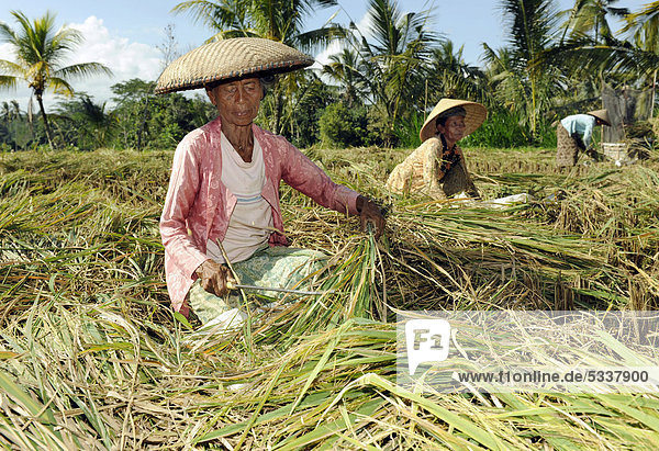 Frau schneidet Reispflanzen auf einem Reisfeld  Tegalalang  Bali  Indonesien  Südostasien