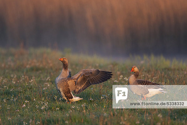 Greylag or Graylag geese (Anser anser)  Texel  The Netherlands  Europe