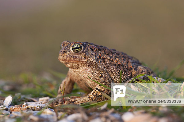 Natterjack Toad (Epidalea calamita syn. Bufo calamita)  Texel  The Netherlands  Europe