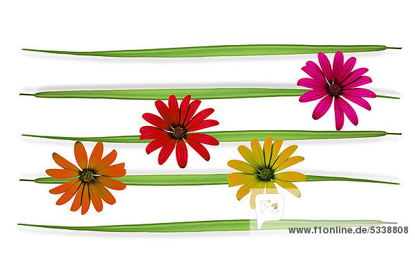 Notenblatt mit Graslinien und Blüten  Illustration